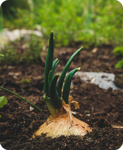 Premium Dehydrated Onion Bold Cut – Fresh Egyptian Quality